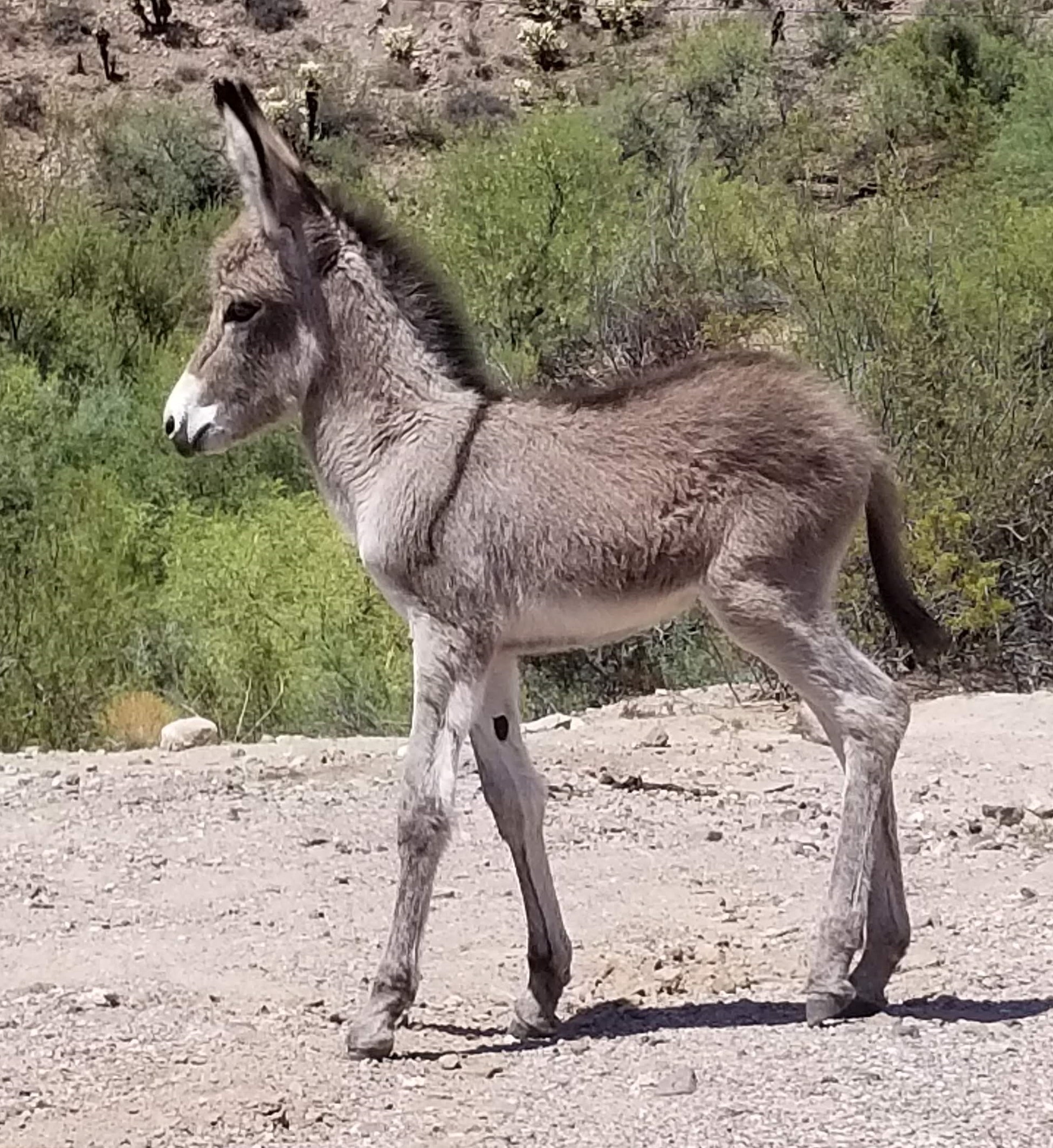 Wild Baby Burro
